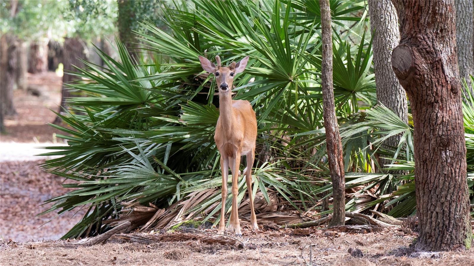 134 SHORESIDE TRAIL, CRESCENT CITY, FL, 32112