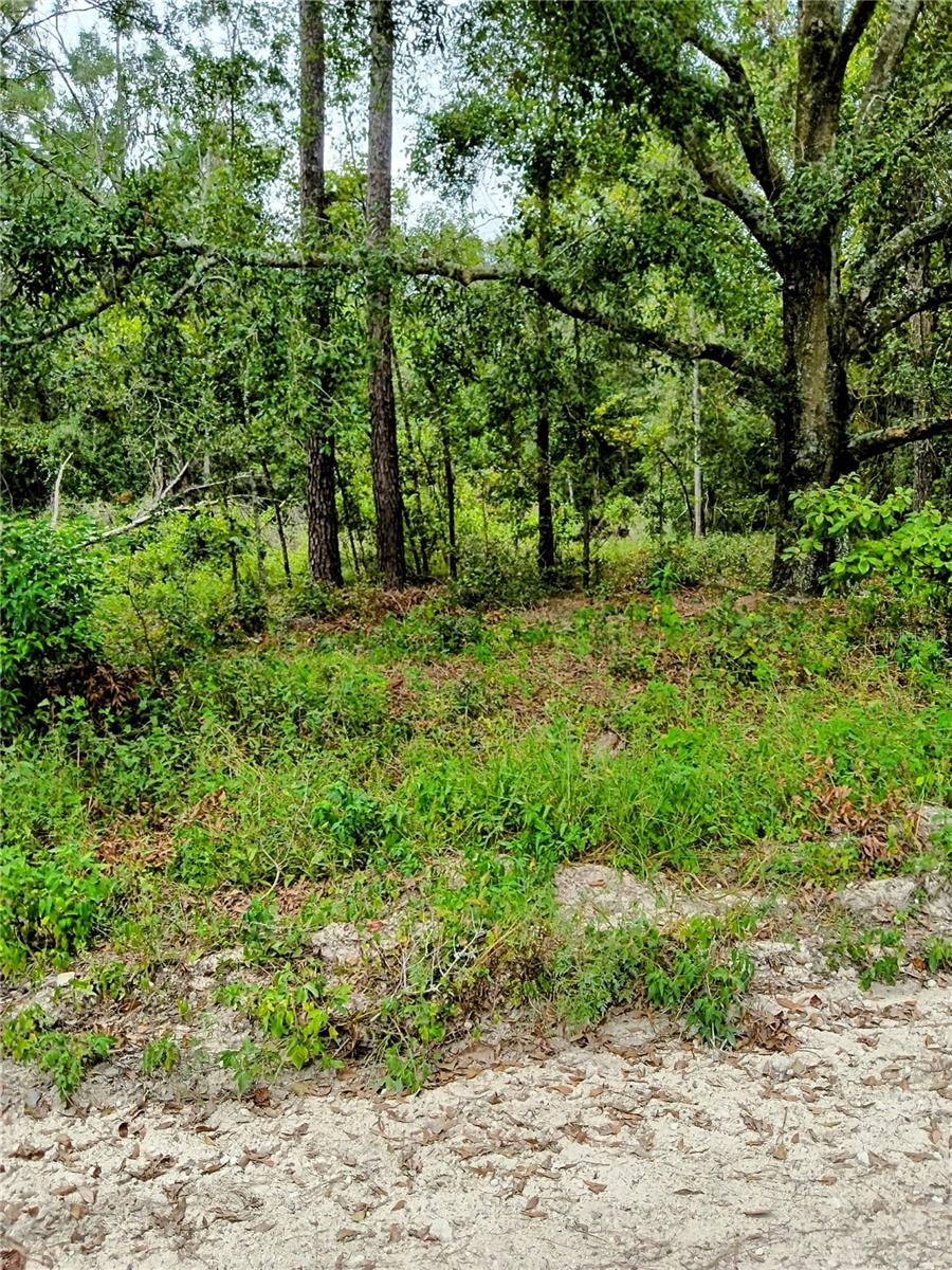 162 ND TERR AVE, LIVE OAK, FL, 32060