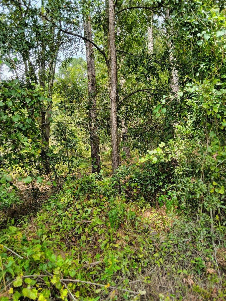 162 ND TERR AVE, LIVE OAK, FL, 32060