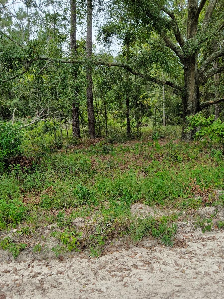 162 ND TERR AVE, LIVE OAK, FL, 32060