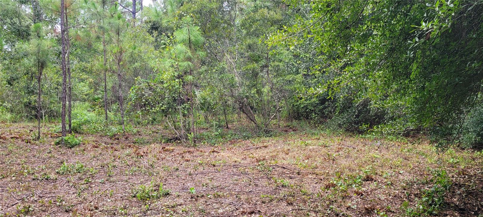 2828 FOREST PARK ST, BUNNELL, FL, 32110