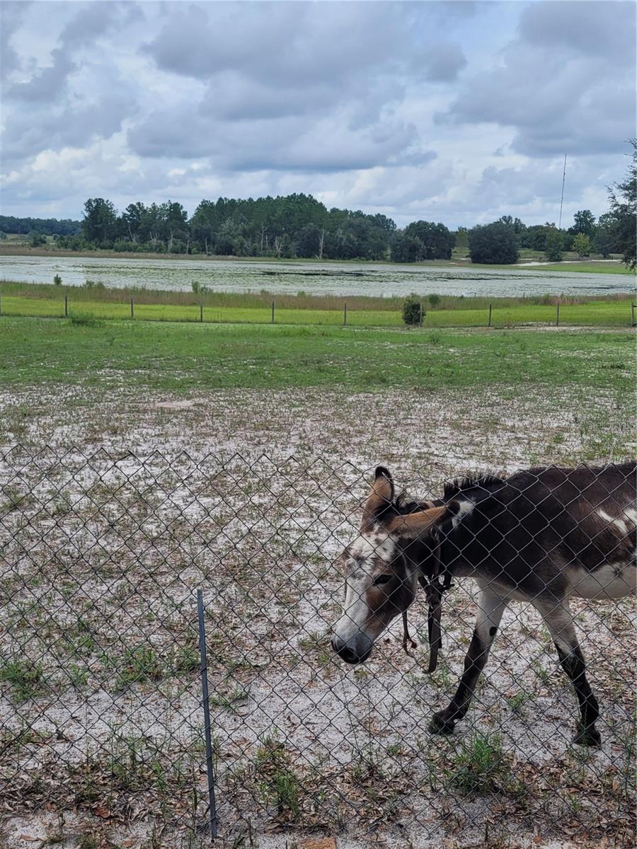 8188 S JASMINE AVE, MELROSE, FL, 32666