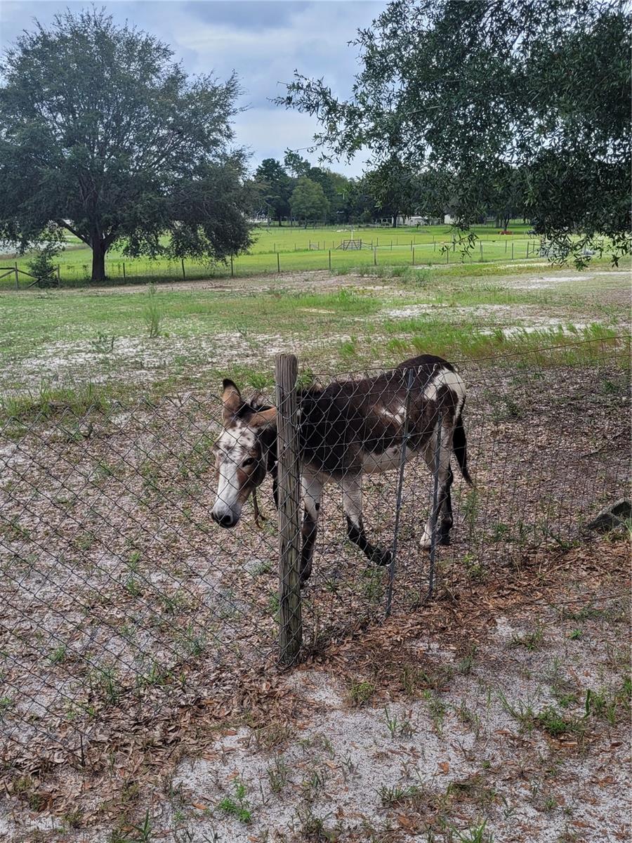 8188 S JASMINE AVE, MELROSE, FL, 32666