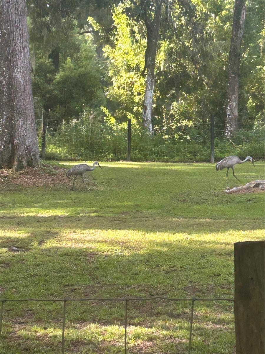 3265 NEFF LAKE RD, BROOKSVILLE, FL, 34602