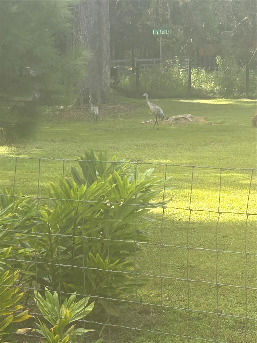 3265 NEFF LAKE RD, BROOKSVILLE, FL, 34602
