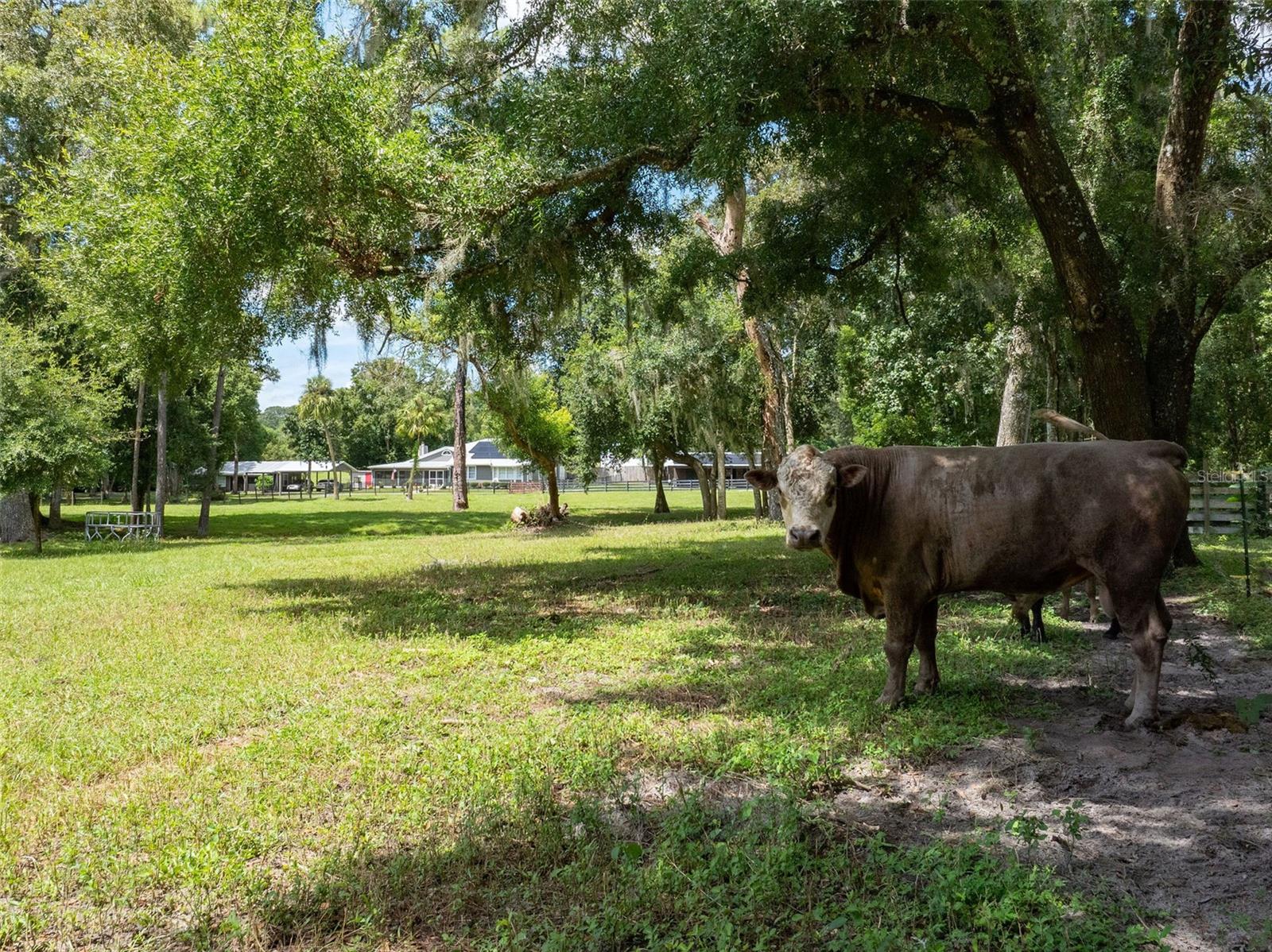 33719 SICKLER DR, DADE CITY, FL, 33523