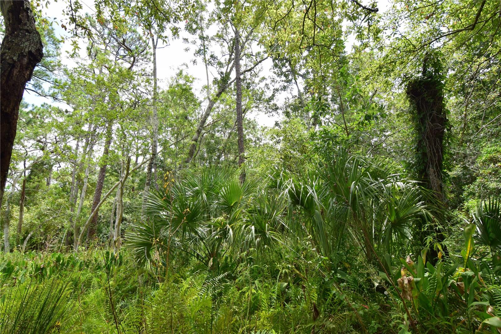 OFF PALM SPRINGS & BEACH, LONGWOOD, FL, 32750