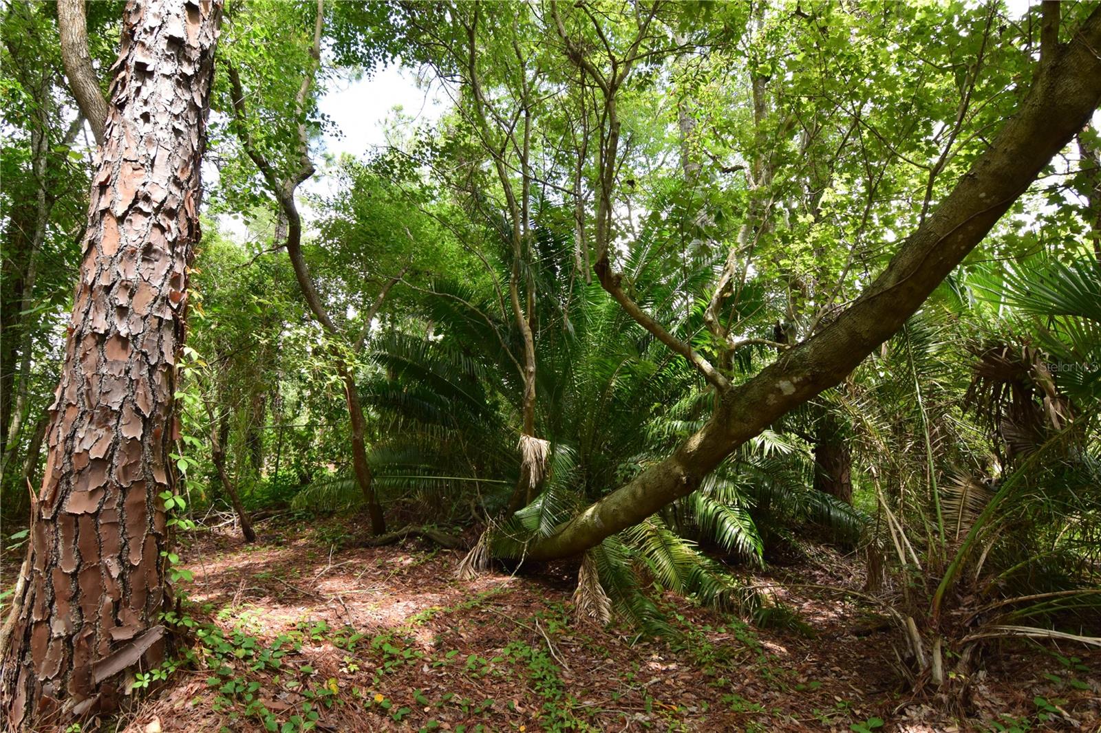 OFF PALM SPRINGS & BEACH, LONGWOOD, FL, 32750