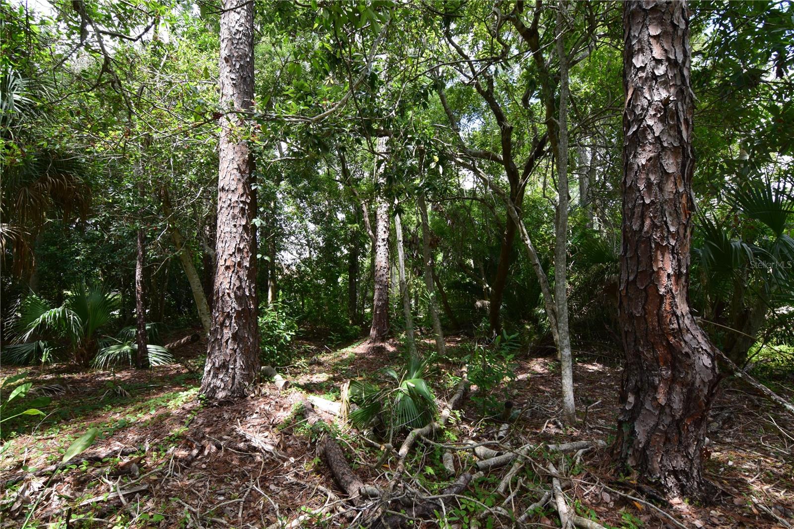 OFF PALM SPRINGS & BEACH, LONGWOOD, FL, 32750