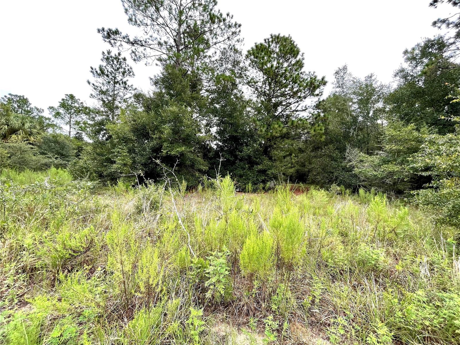 BEGONIA CT, DUNNELLON, FL, 34431