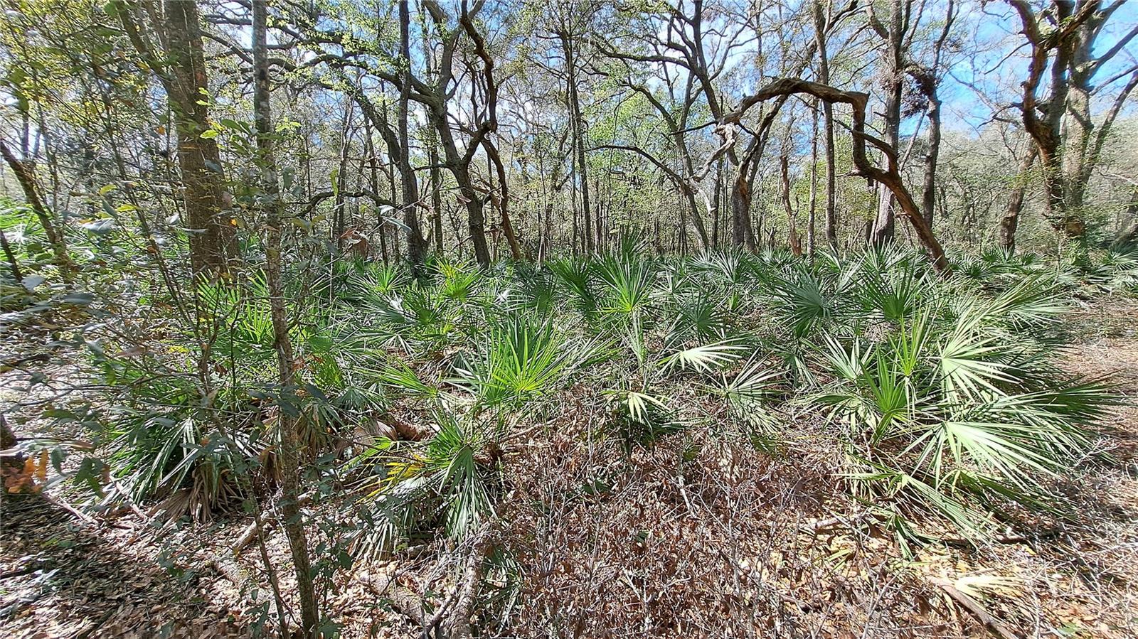 TBD SW 79TH PL, ARCHER, FL, 32618