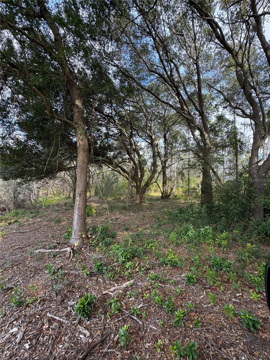 LOT 2 KEENE RD, ALTOONA, FL, 32702