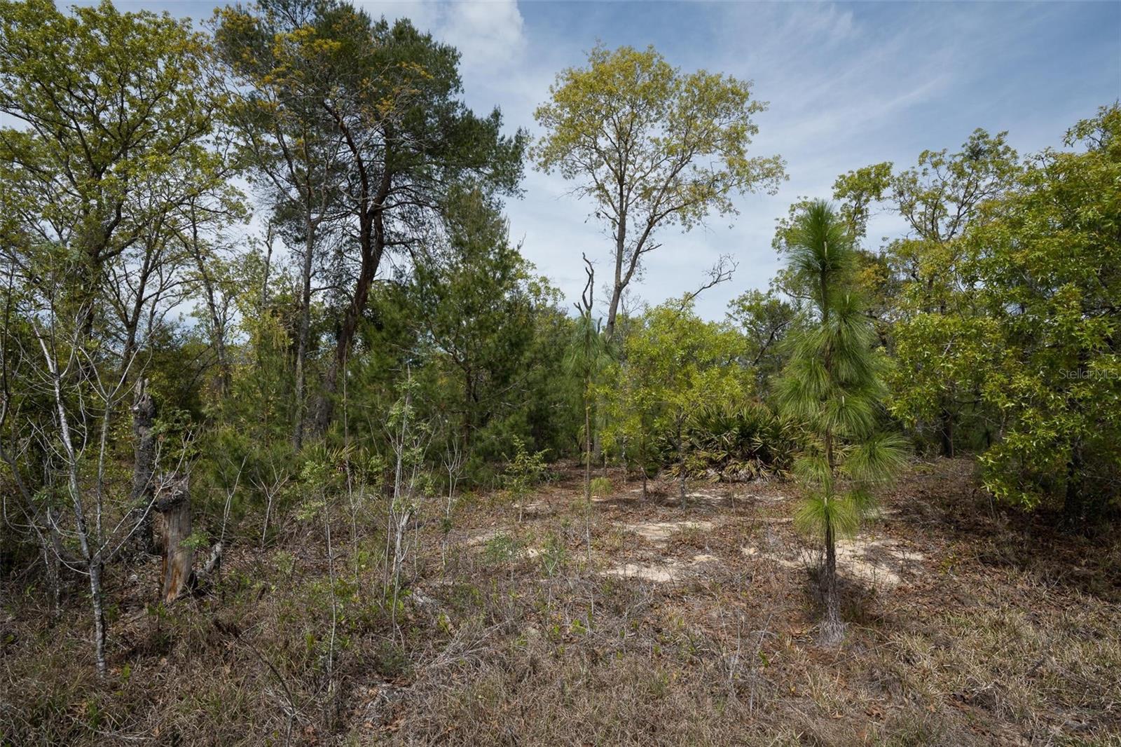 GUAVA PASS WAY, OCKLAWAHA, FL, 32179