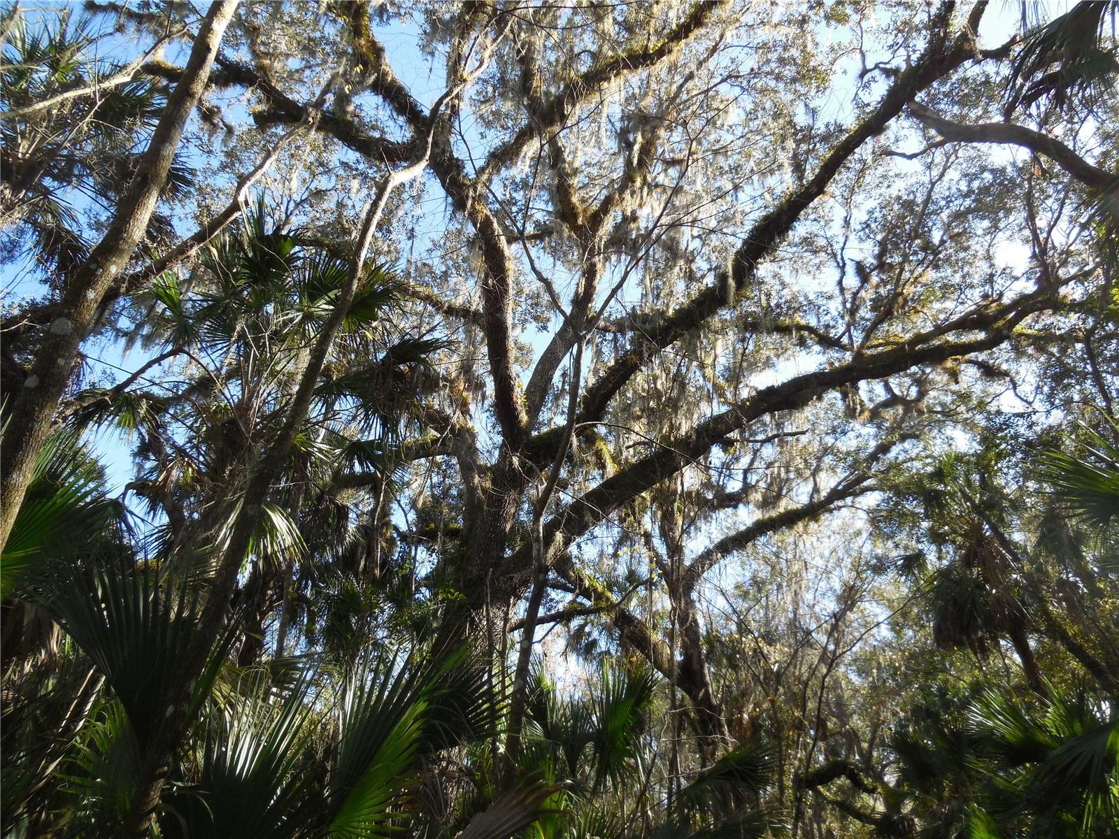 152 TALL OAK TRL, ZOLFO SPRINGS, FL, 33890