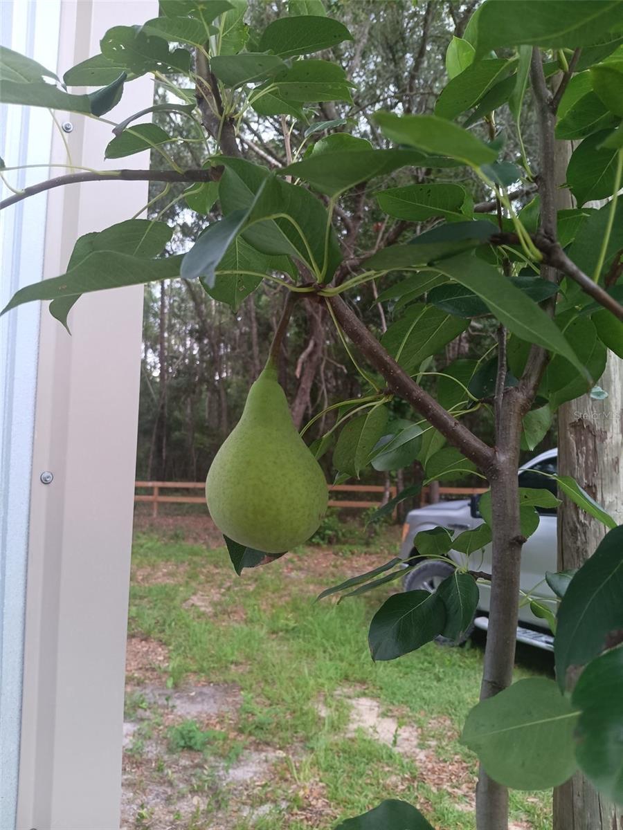 520 NE 791 ST, OLD TOWN, FL, 32680