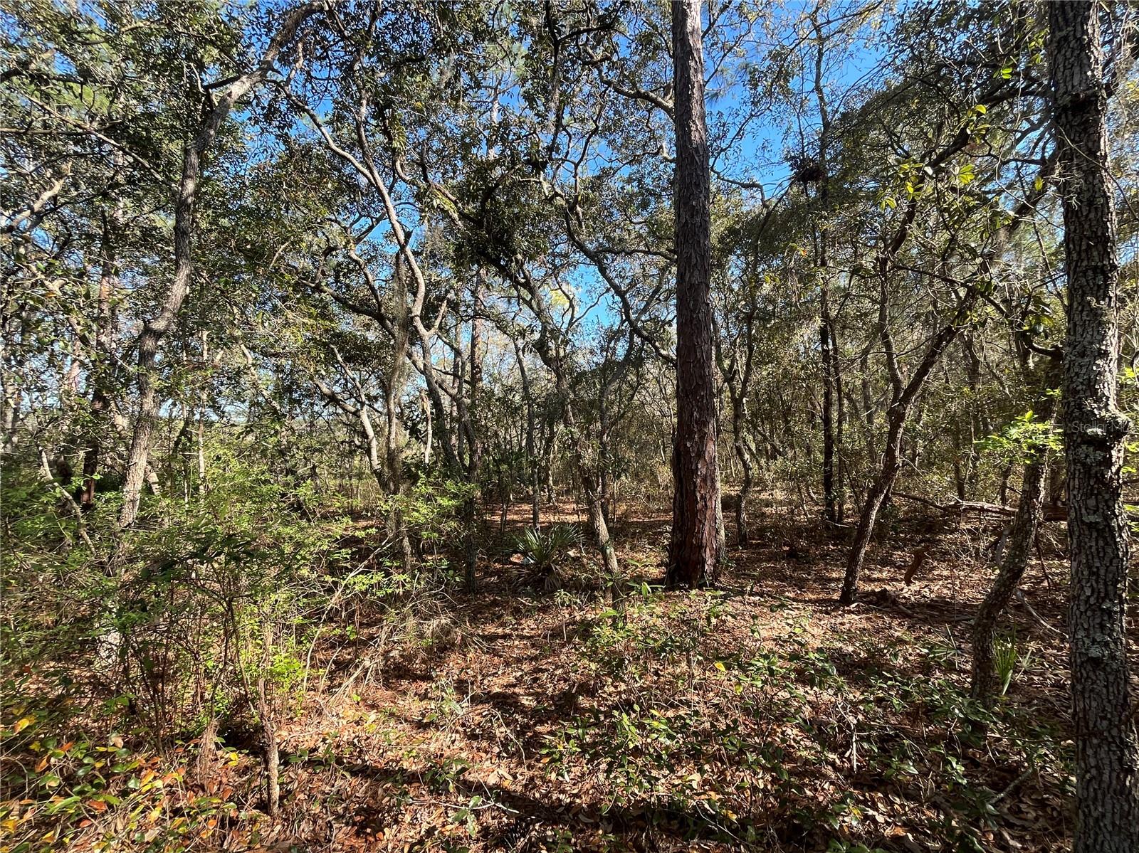 100 SHARON DR, SATSUMA, FL, 32189