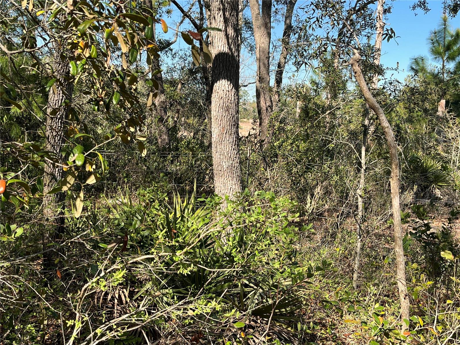 100 SHARON DR, SATSUMA, FL, 32189