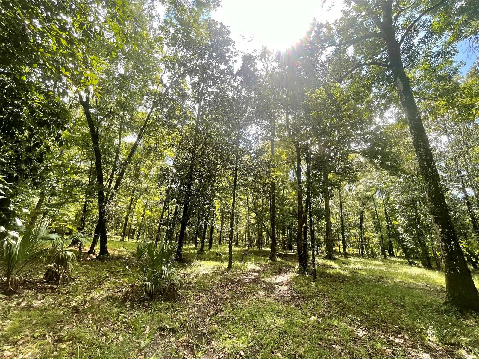 18668 NW 146TH AVE, WILLISTON, FL, 32696