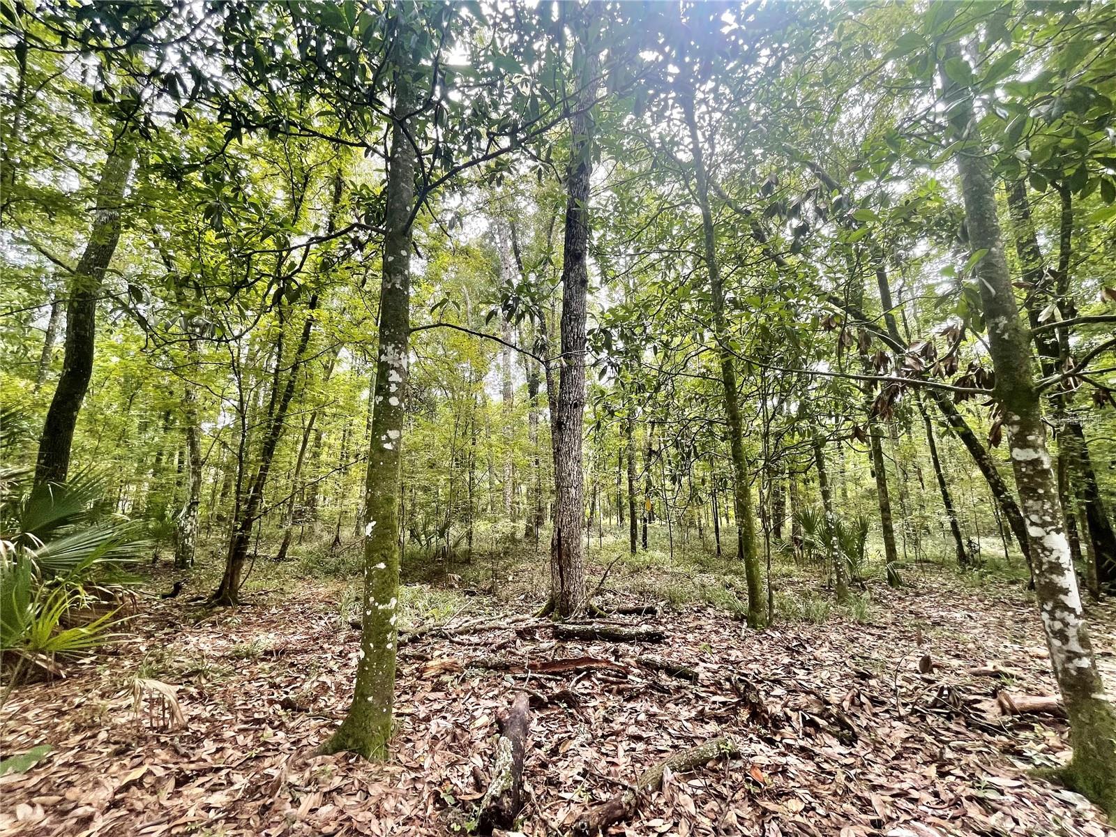 18668 NW 146TH AVE, WILLISTON, FL, 32696