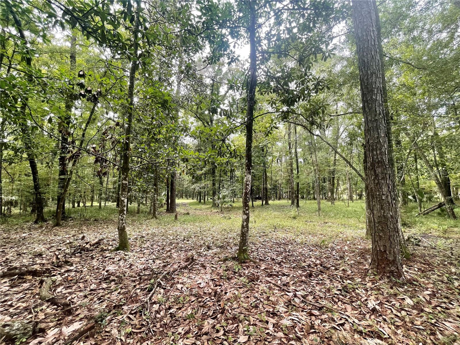 18668 NW 146TH AVE, WILLISTON, FL, 32696