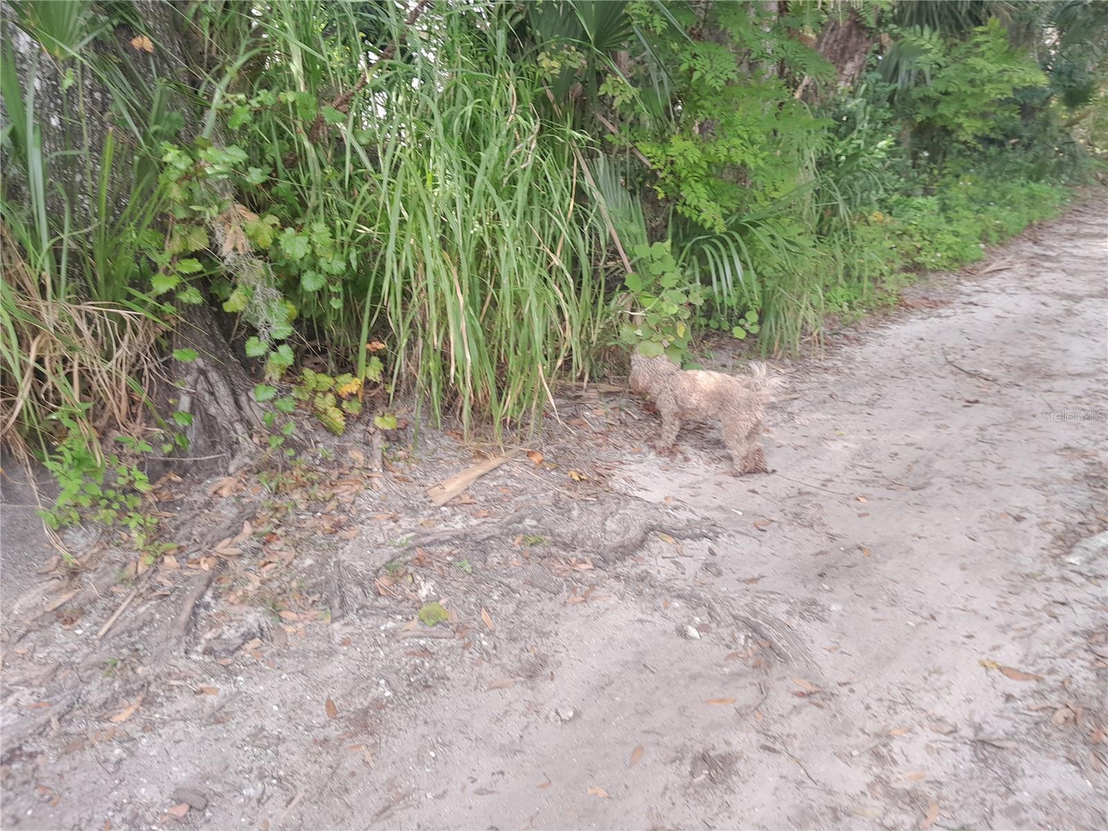 W BERESFORD AVE, DELAND, FL, 32720