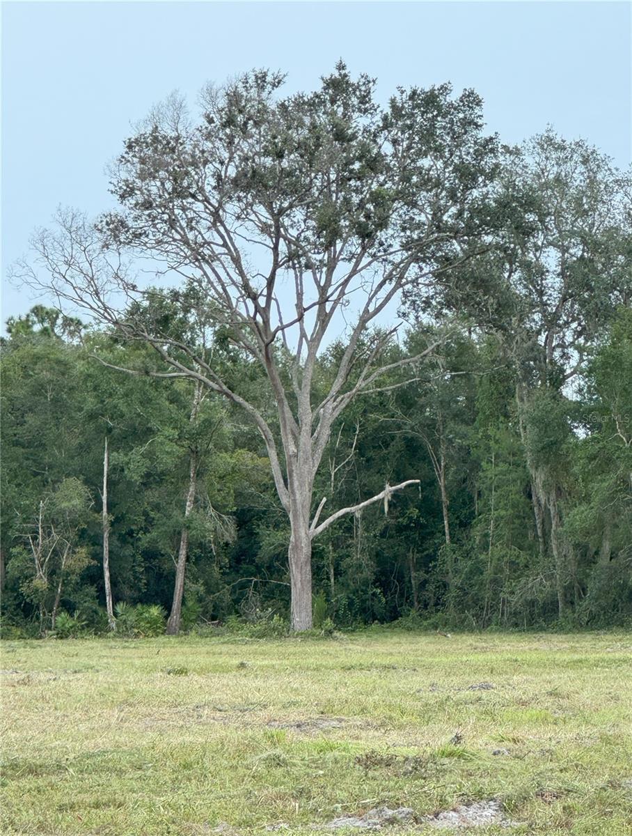 6155 STATE ROAD 11, DE LEON SPRINGS, FL, 32130