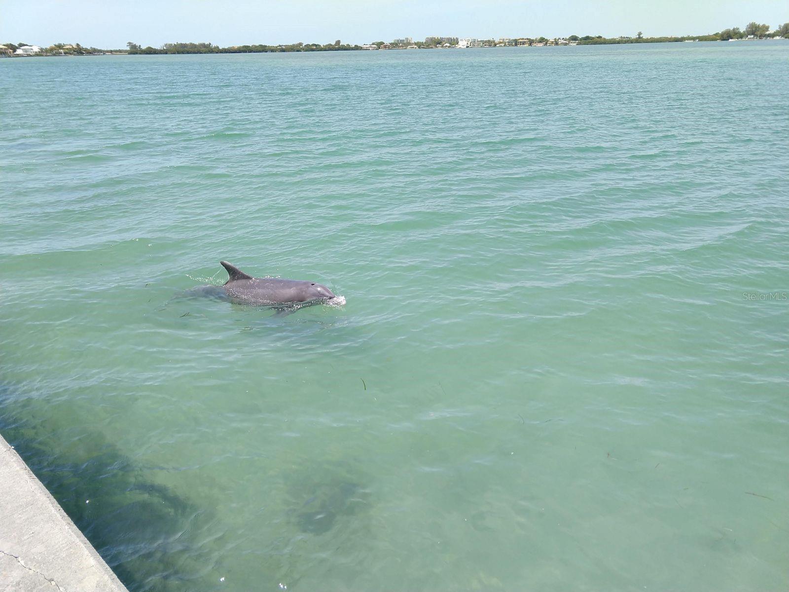 775 JOHN RINGLING BLVD ##22 Gladstone, SARASOTA, FL, 34236