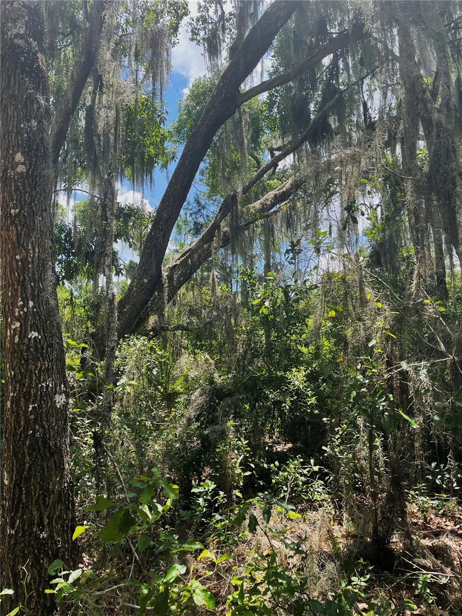 LAKE DIAS CEMETERY RD, DE LEON SPRINGS, FL, 32130