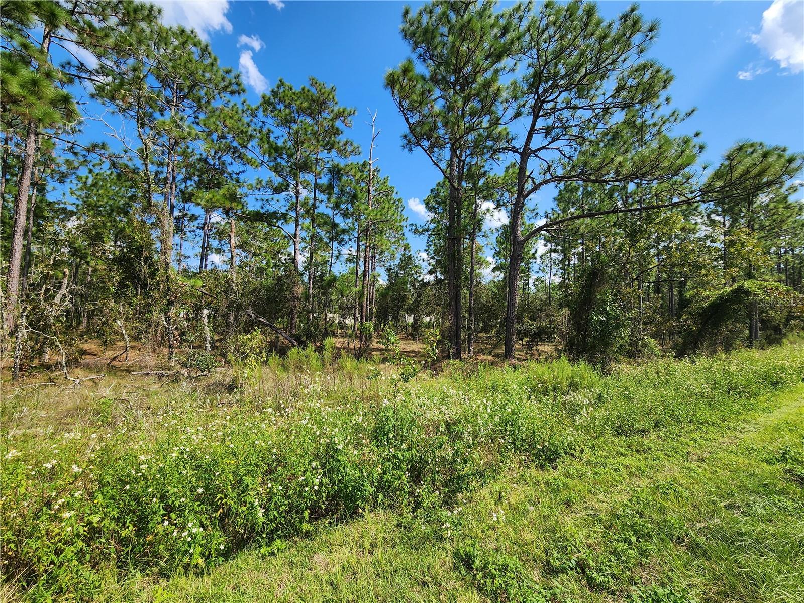 TBD SW RIDGEWOOD RD, DUNNELLON, FL, 34431
