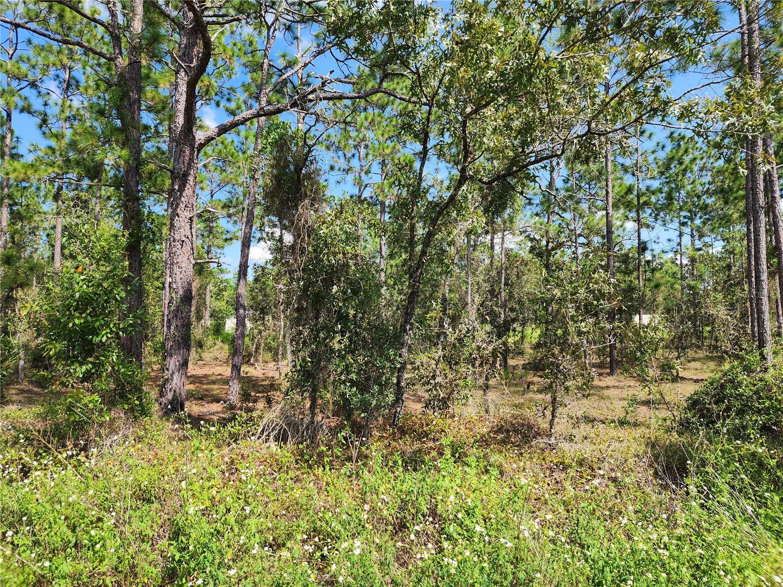 TBD SW RIDGEWOOD RD, DUNNELLON, FL, 34431