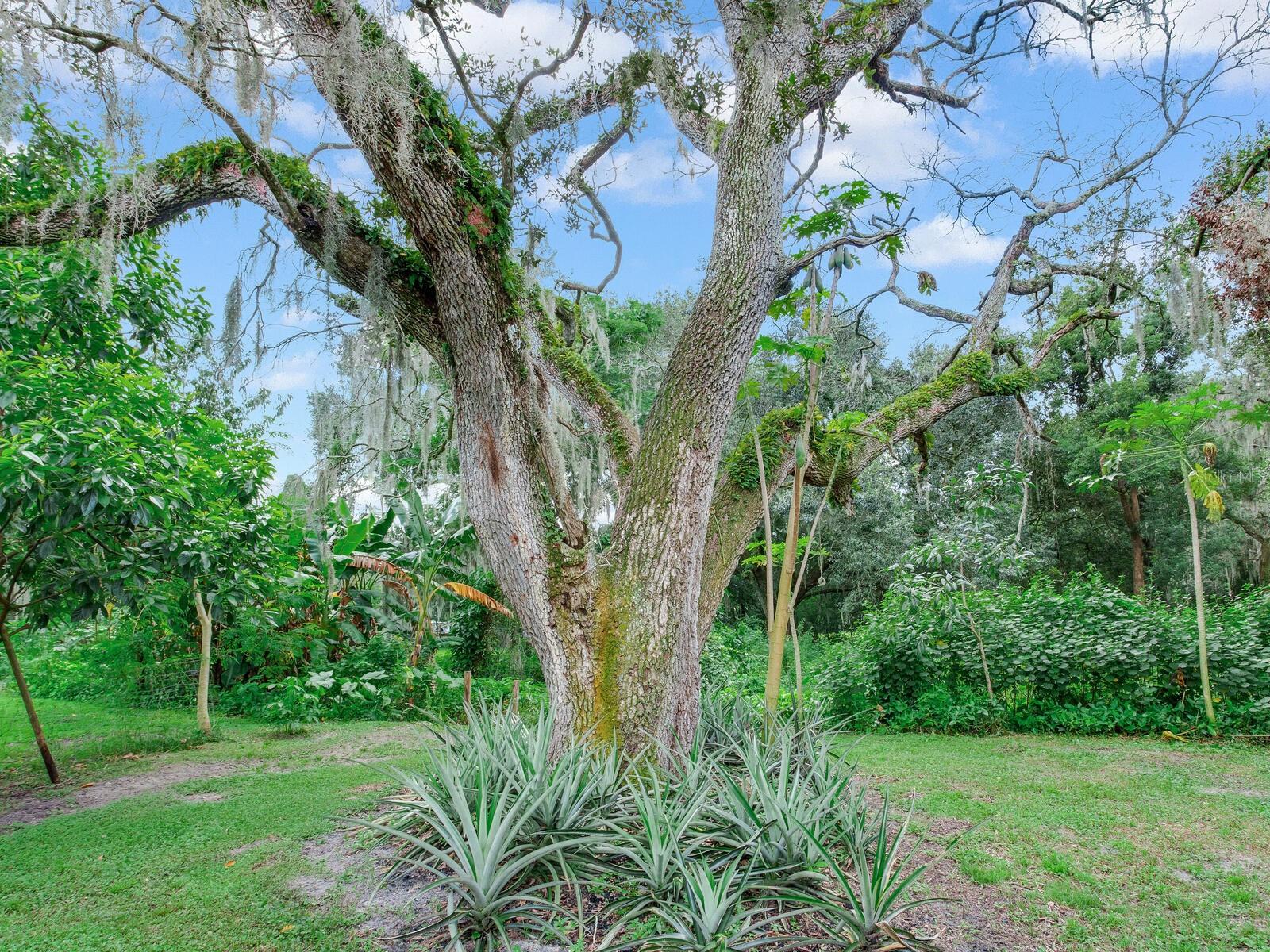 7301 PIERCE HARWELL RD, PLANT CITY, FL, 33565
