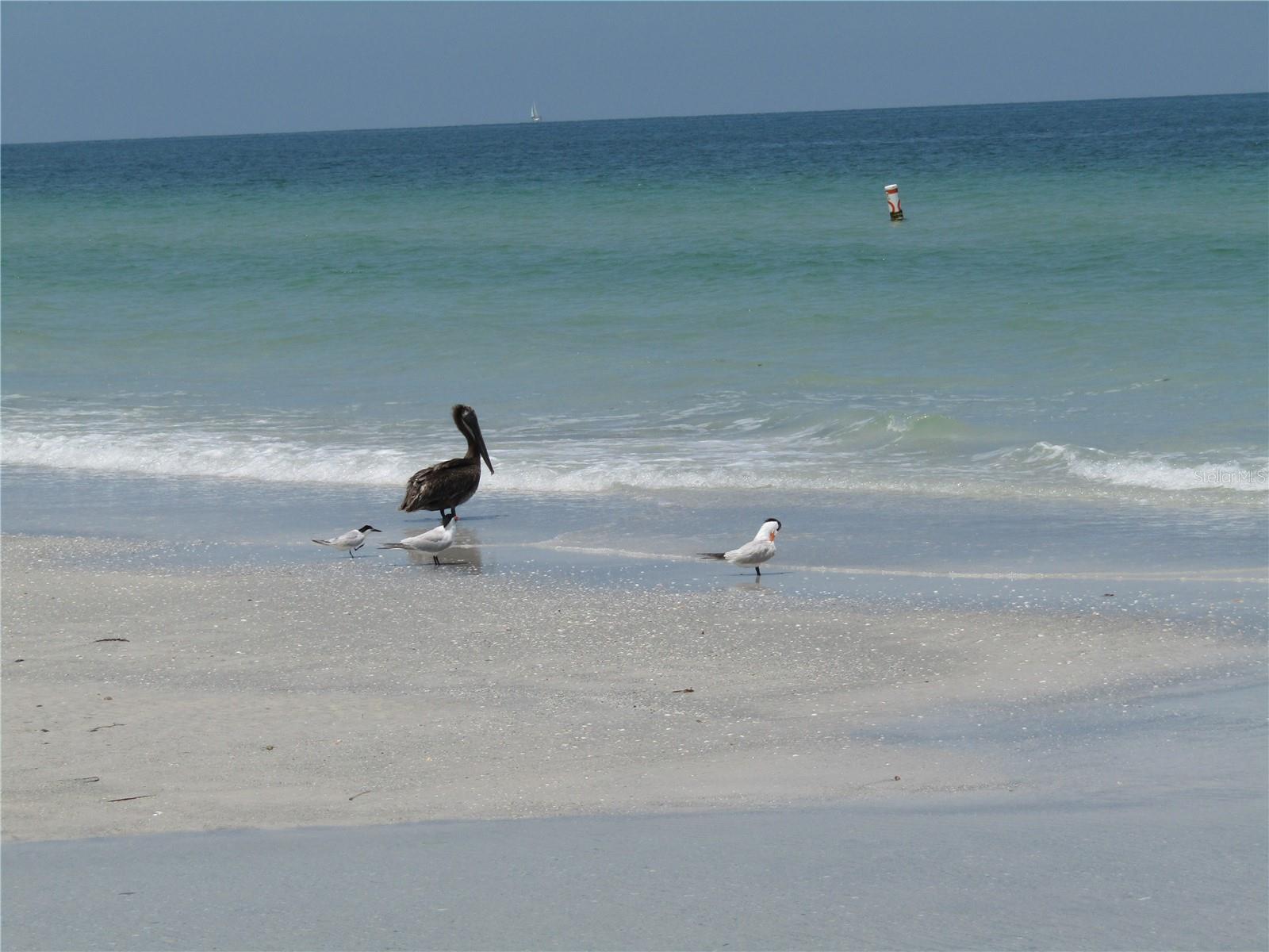 1430 GULF BLVD #109, CLEARWATER BEACH, FL, 33767