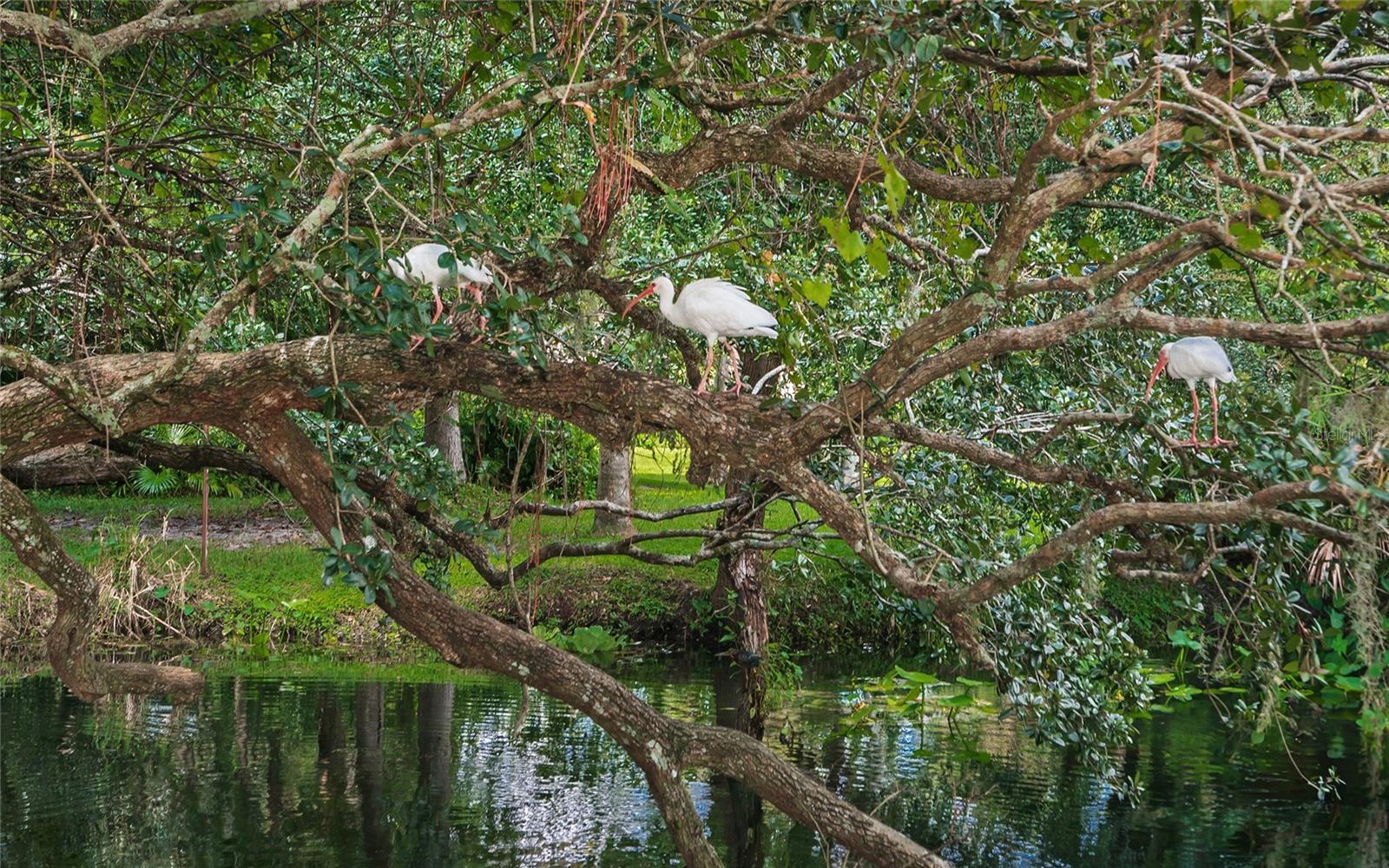 203 TOMOKA TRL #203, LONGWOOD, FL, 32779