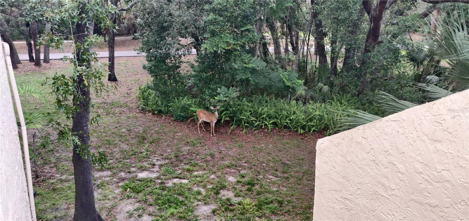 203 TOMOKA TRL #203, LONGWOOD, FL, 32779