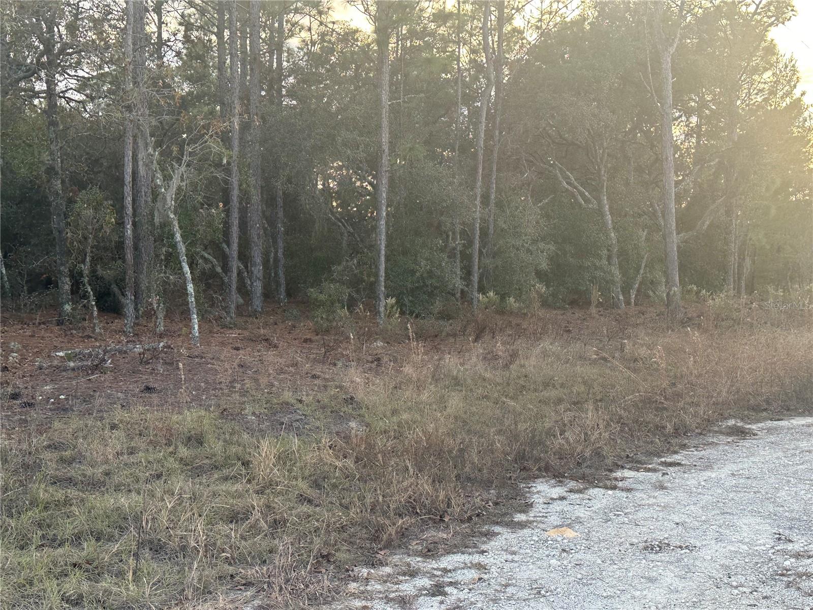 7TH PL NE, WILLISTON, FL, 32696