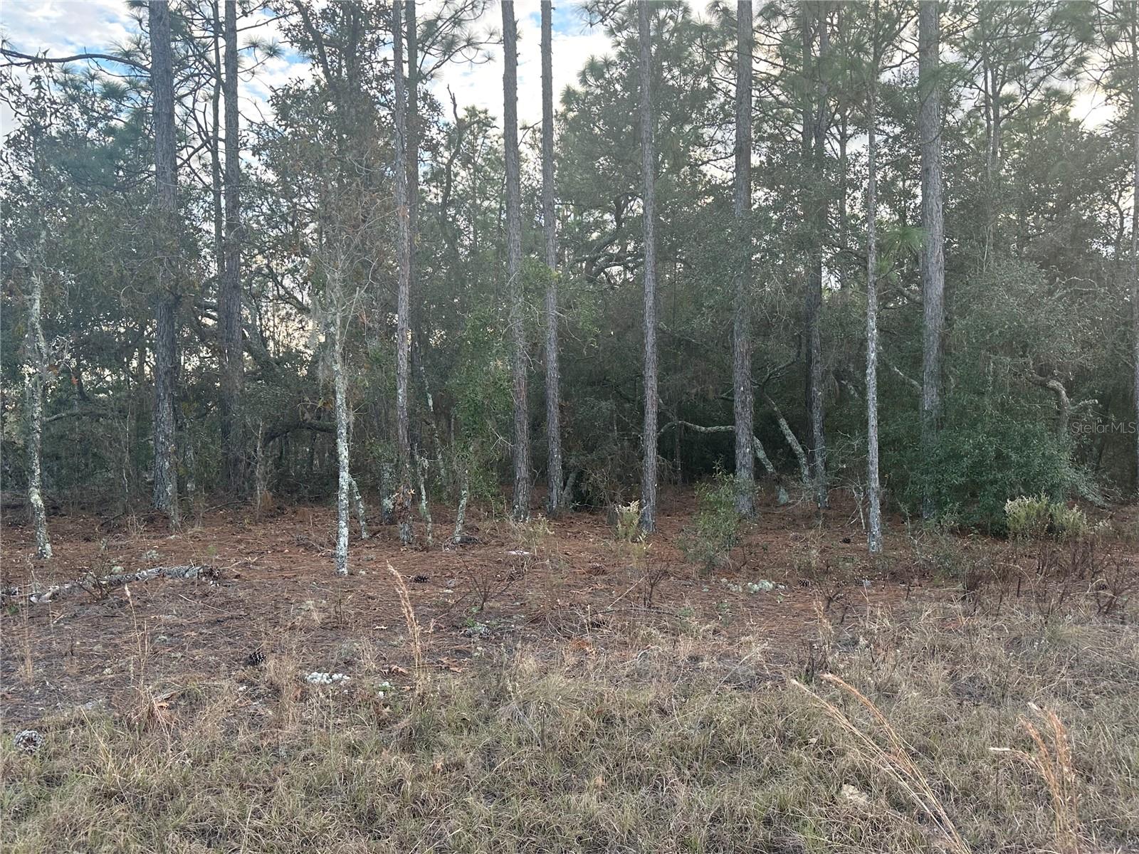 7TH PL NE, WILLISTON, FL, 32696