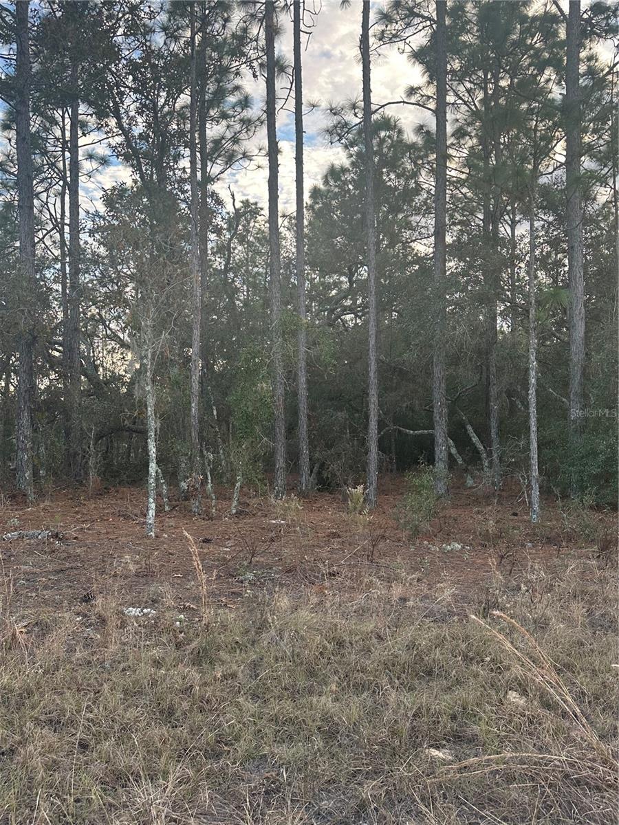 7TH PL NE, WILLISTON, FL, 32696