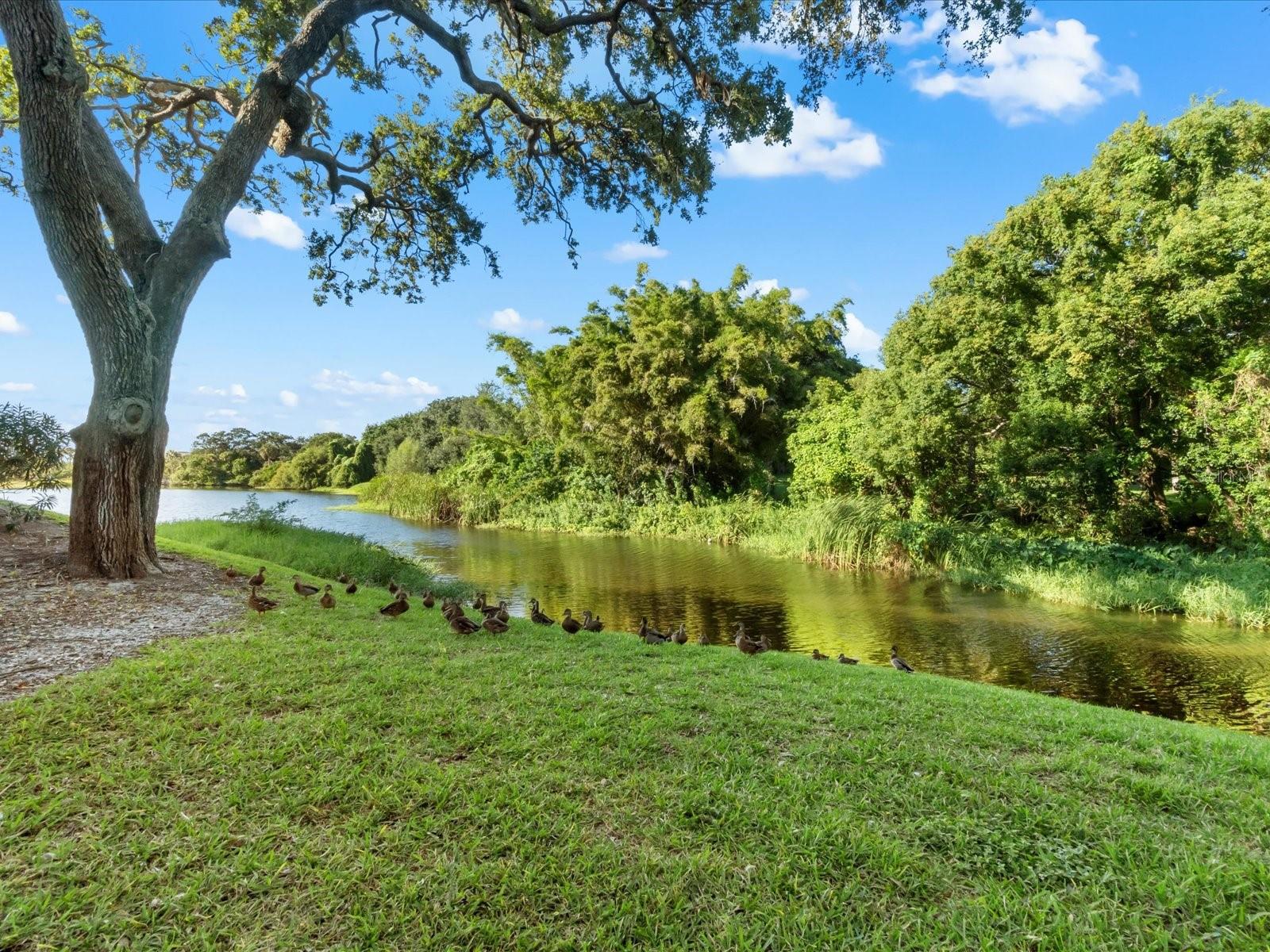 220 BELLEVIEW BLVD #702, BELLEAIR, FL, 33756