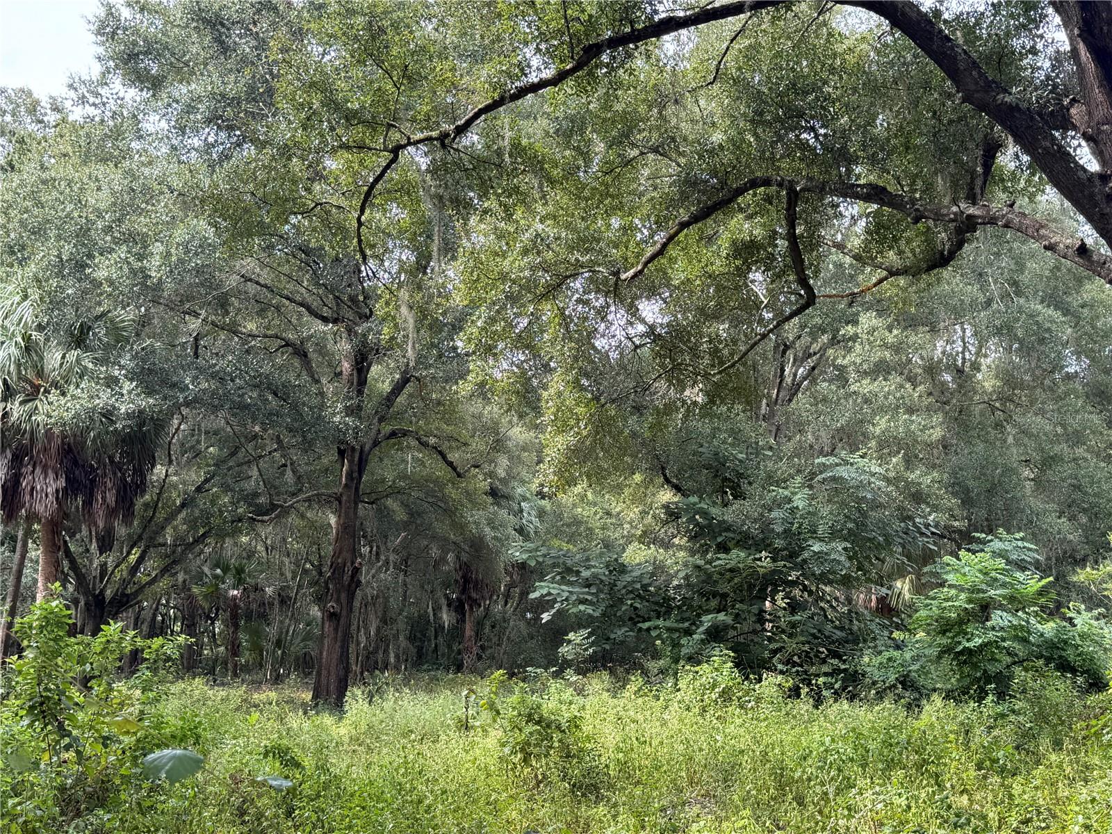 11311 SE 132ND PL, OCKLAWAHA, FL, 32179