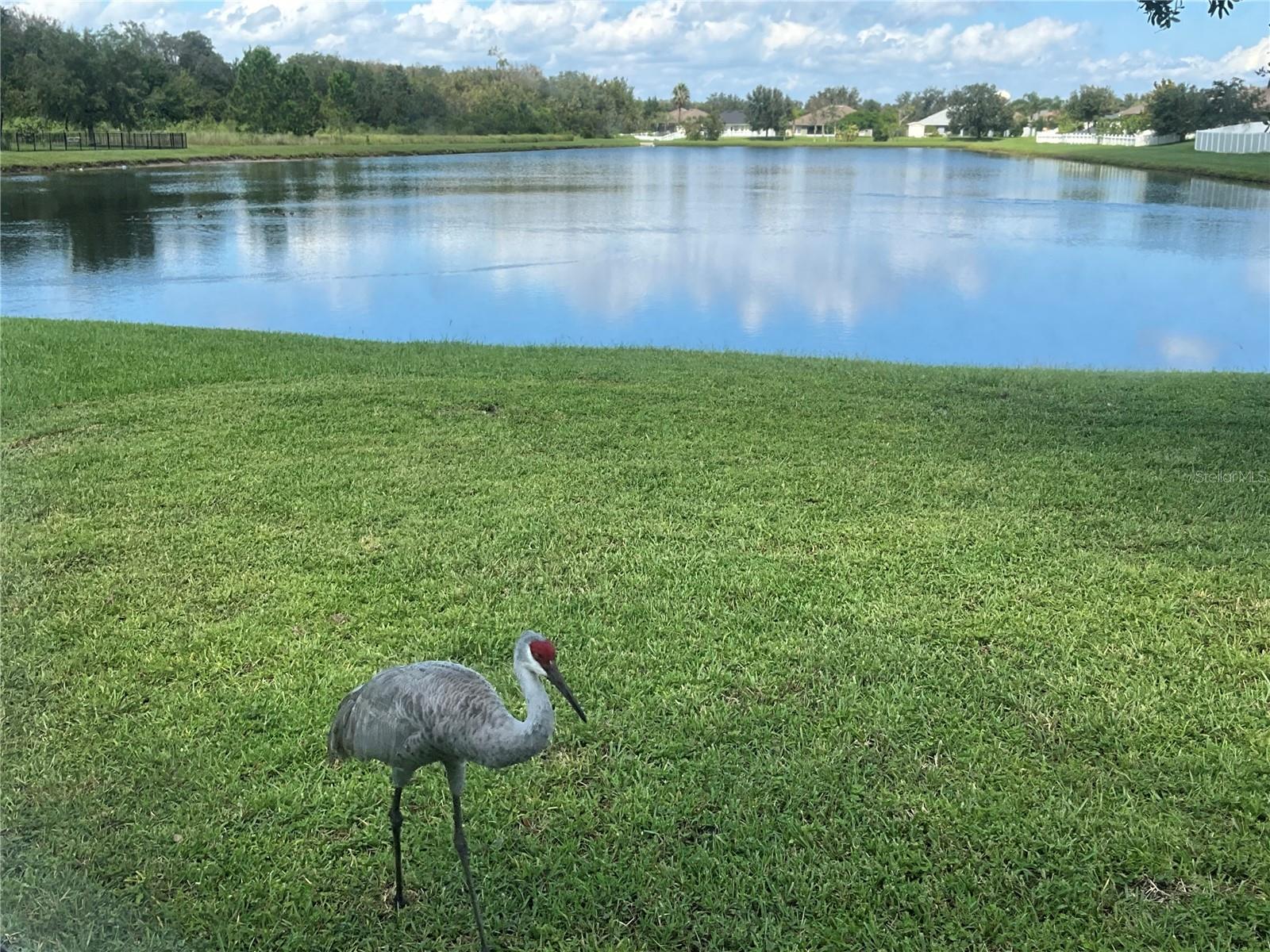 3643 DAYDREAM PL, SAINT CLOUD, FL, 34772