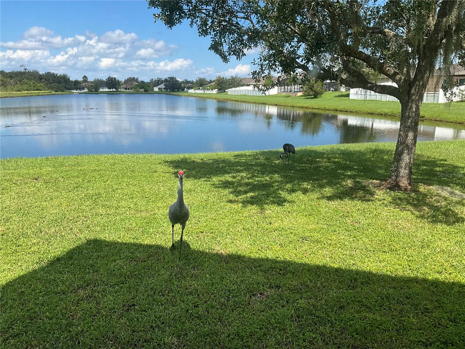 3643 DAYDREAM PL, SAINT CLOUD, FL, 34772