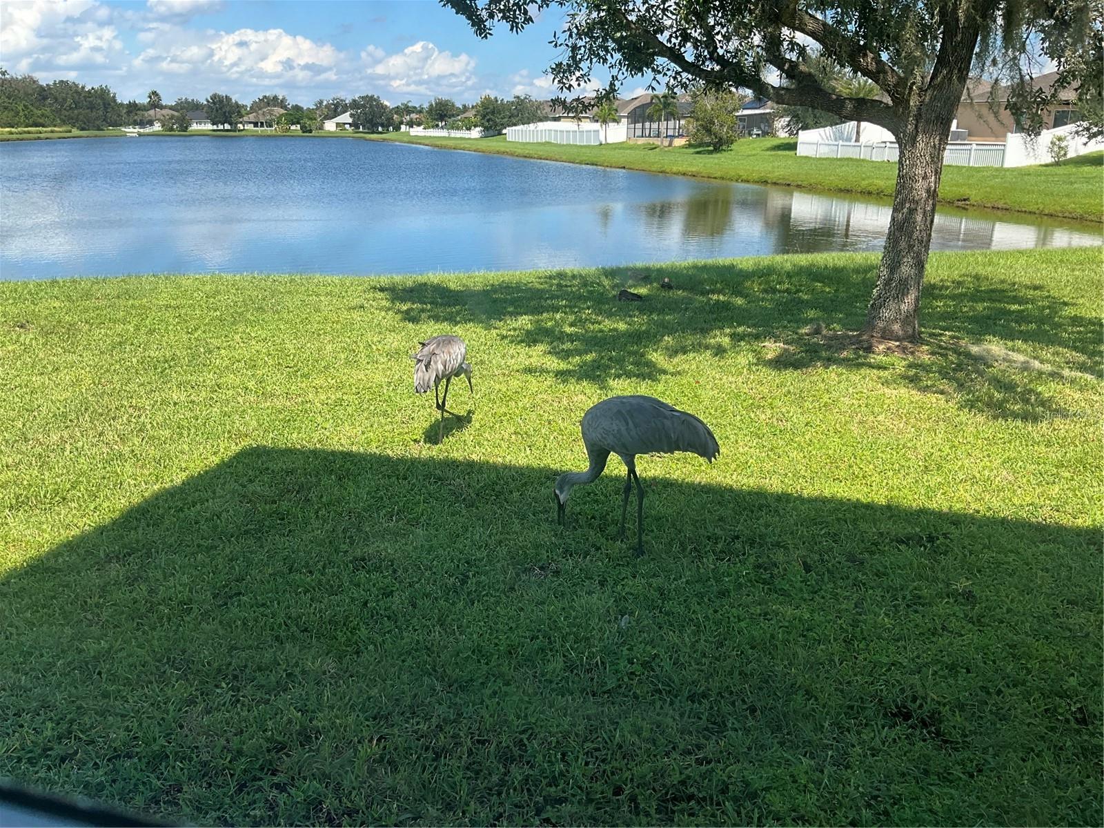 3643 DAYDREAM PL, SAINT CLOUD, FL, 34772