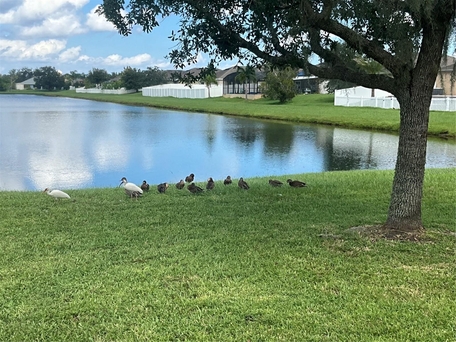 3643 DAYDREAM PL, SAINT CLOUD, FL, 34772