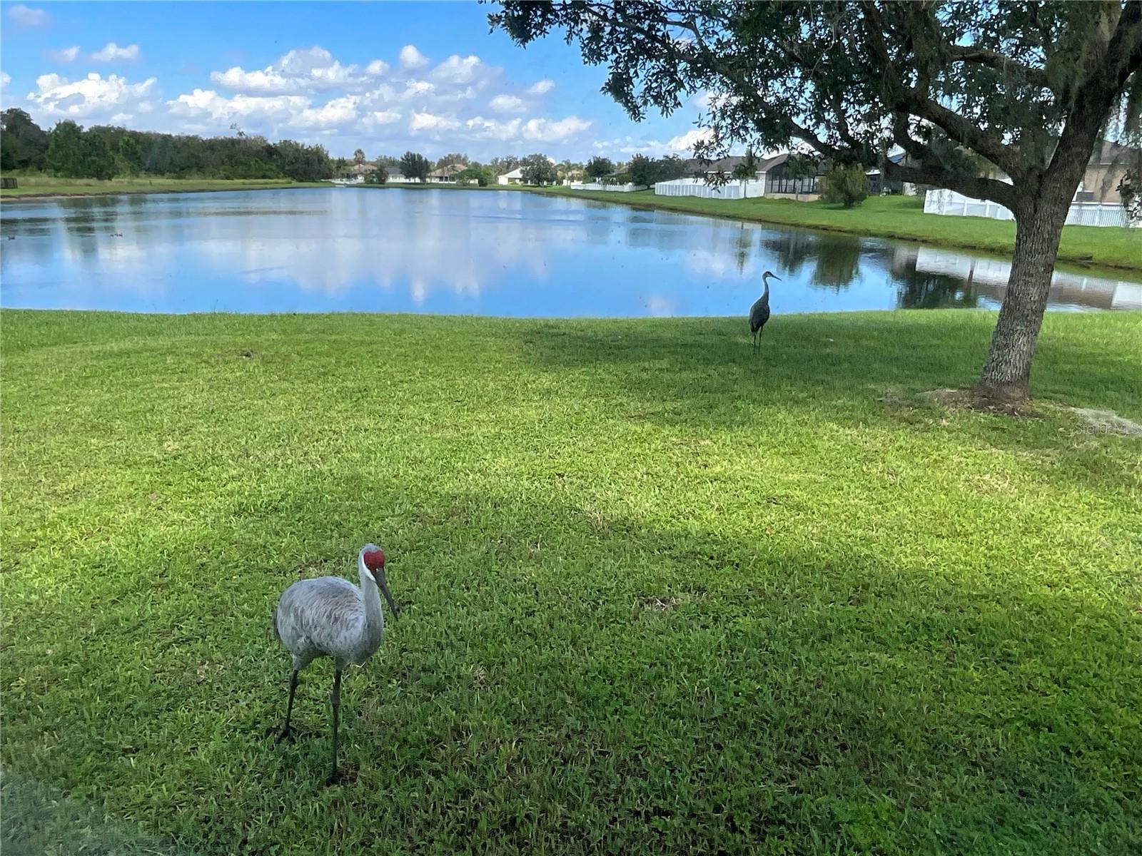 3643 DAYDREAM PL, SAINT CLOUD, FL, 34772