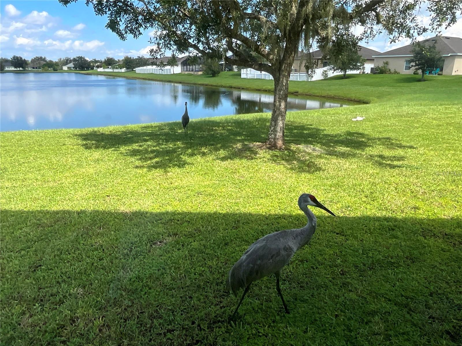 3643 DAYDREAM PL, SAINT CLOUD, FL, 34772