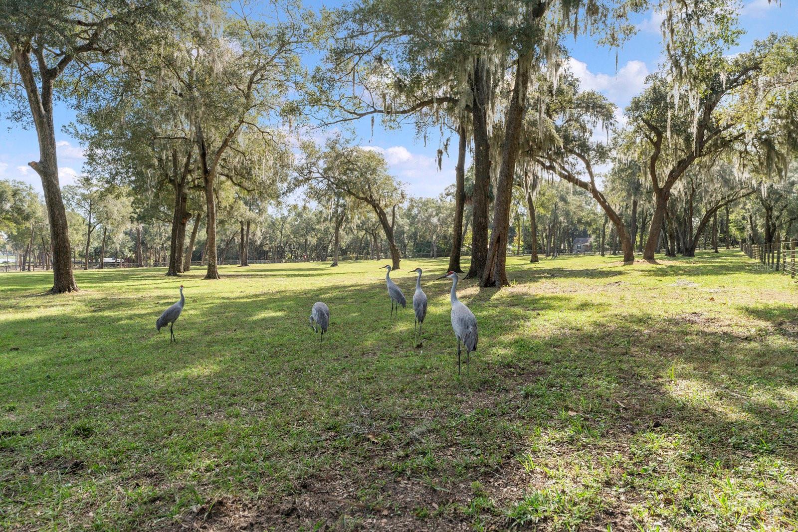 0000 FISHERMANS RD, PAISLEY, FL, 32767