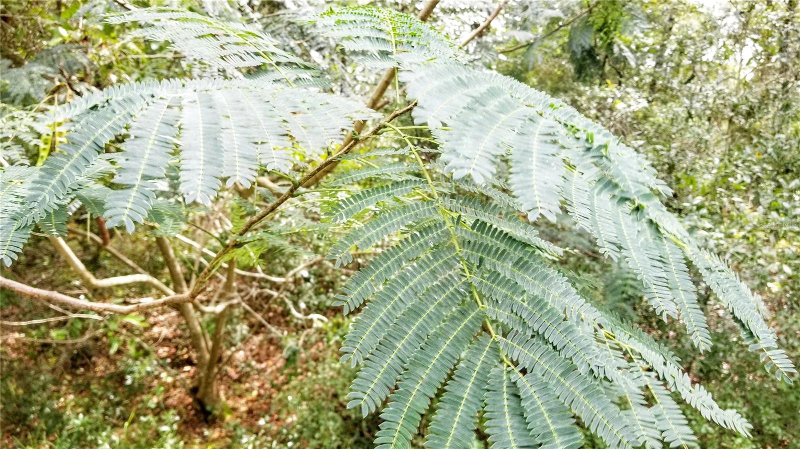 9775 N DEARING LOOP, CITRUS SPRINGS, FL, 34434