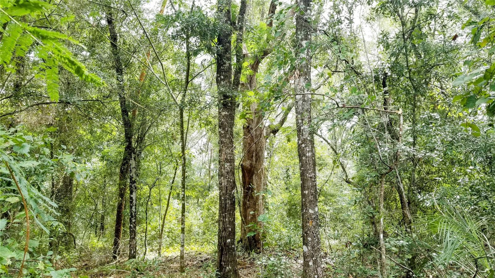 9775 N DEARING LOOP, CITRUS SPRINGS, FL, 34434