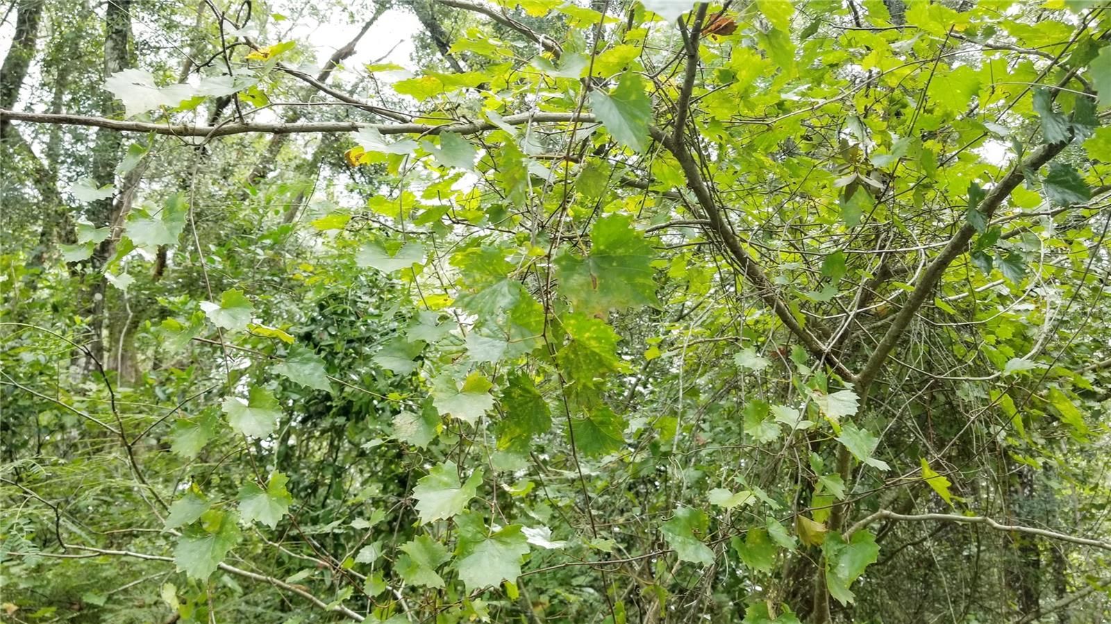 9775 N DEARING LOOP, CITRUS SPRINGS, FL, 34434