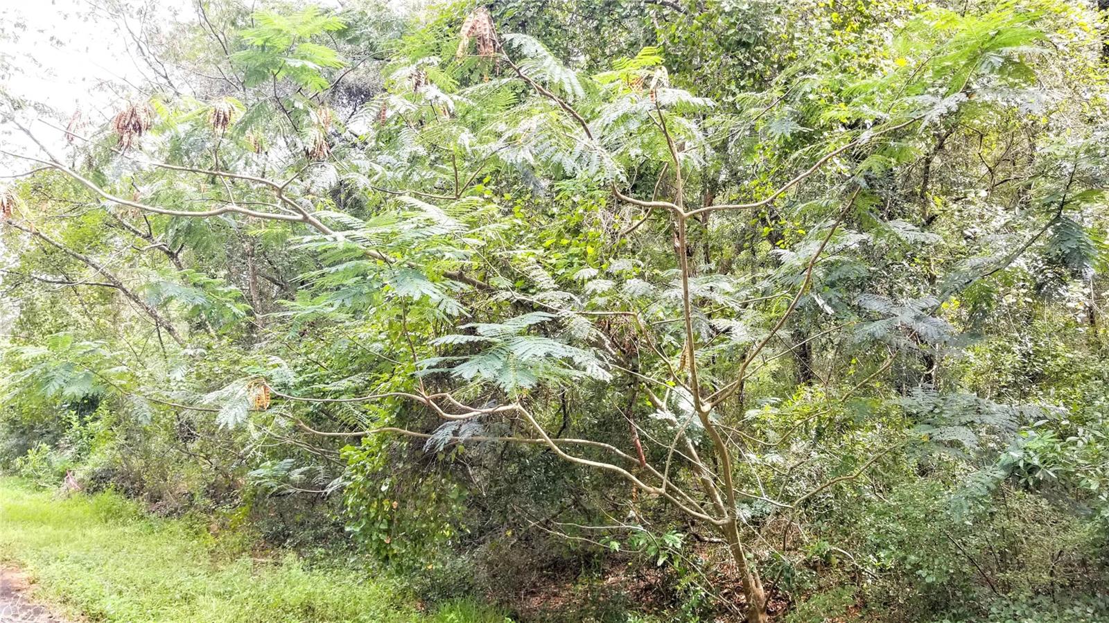 9775 N DEARING LOOP, CITRUS SPRINGS, FL, 34434